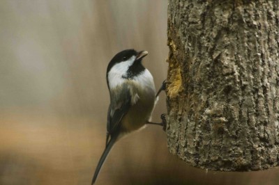 BCchicadee K Pope
