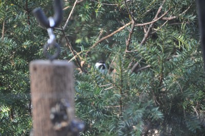 ProjFeederwatchSinnes