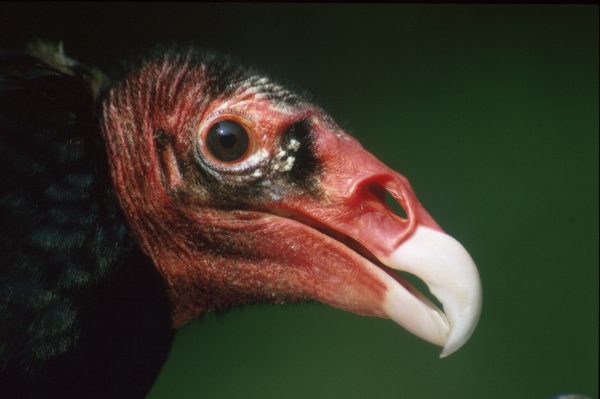 Turkey Vulture