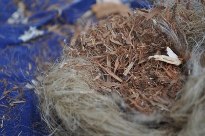 NEst