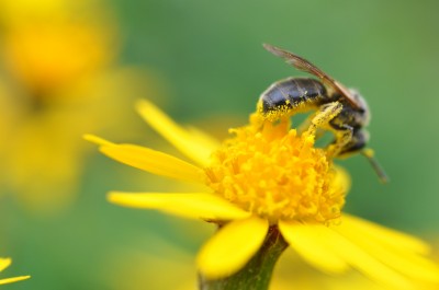 Packera aurea_Apr2012h
