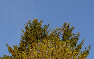BlueJayCanopy Blue Jay, right?