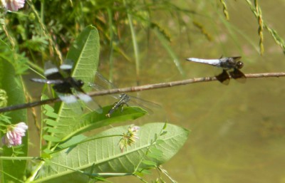 L-Widow Skimmer M-some kinda Clubtail R-Common Whitetail (all 3 males) SM L-Widow Skimmer M-some kinda Clubtail R-Common Whitetail (all 3 males) SM