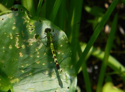 Pondhawk (female) Pondhawk (female)