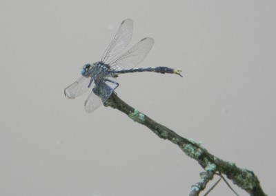 Clubtail
