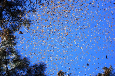 Monarchs