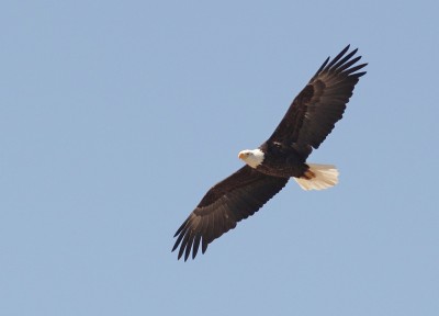 Bald Eagle (photo by Alex Lamoreaux) Bald Eagle (photo by Alex Lamoreaux)