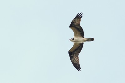 Osprey (photo by Alex Lamoreaux) Osprey (photo by Alex Lamoreaux)