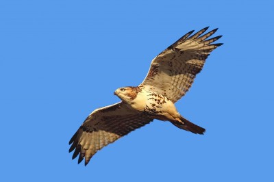 Red-tailed Hawk (photo by Alex Lamoreaux) Red-tailed Hawk (photo by Alex Lamoreaux)