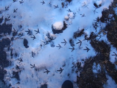Pheasant Tracks