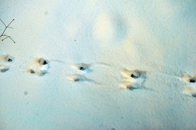 Tracks2