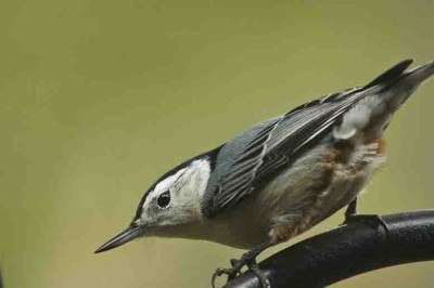WBnuthatch