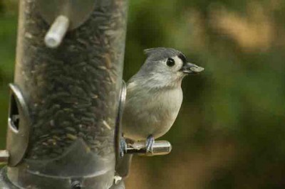 tuftedtitmouse2