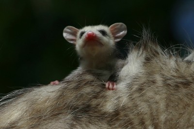BabyOpossum