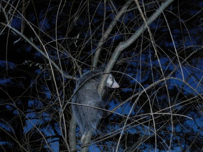 Opossum