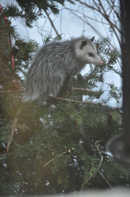 opossumbush