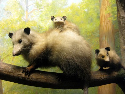 opossumfamily