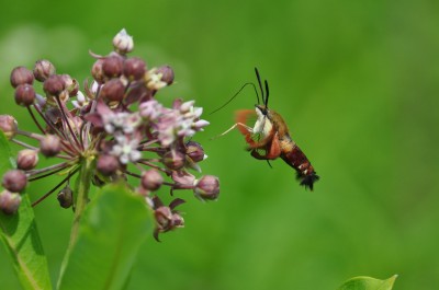 Hummingbird Moth