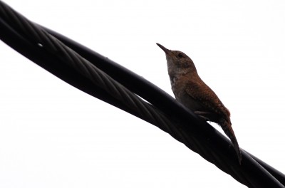 House Wren