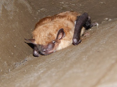 Big Brown Bat