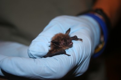 US Fish and Wildlife Service - Biologist holds little brown bat