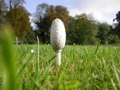 nicksaltmarsh