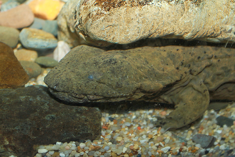 The Hellbenders of Pennsylvania - Shaver's Creek Environmental Center