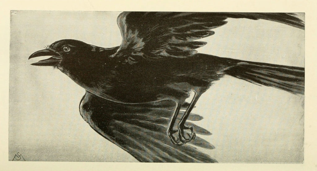 Illustration of a Crow