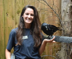 Paige Sutherland Paige holding Lenny the American Crow