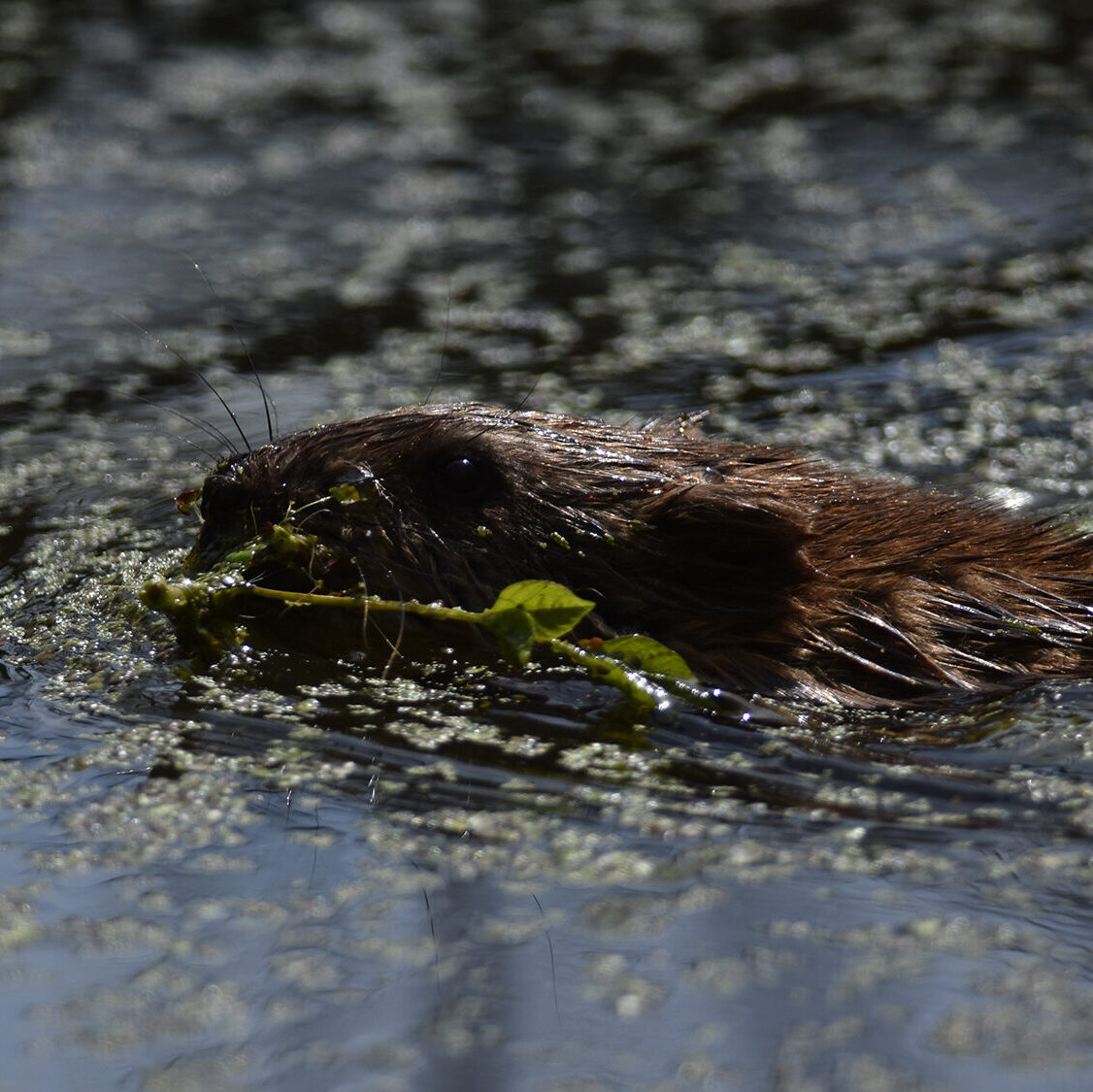 a beaver swimming in a pond