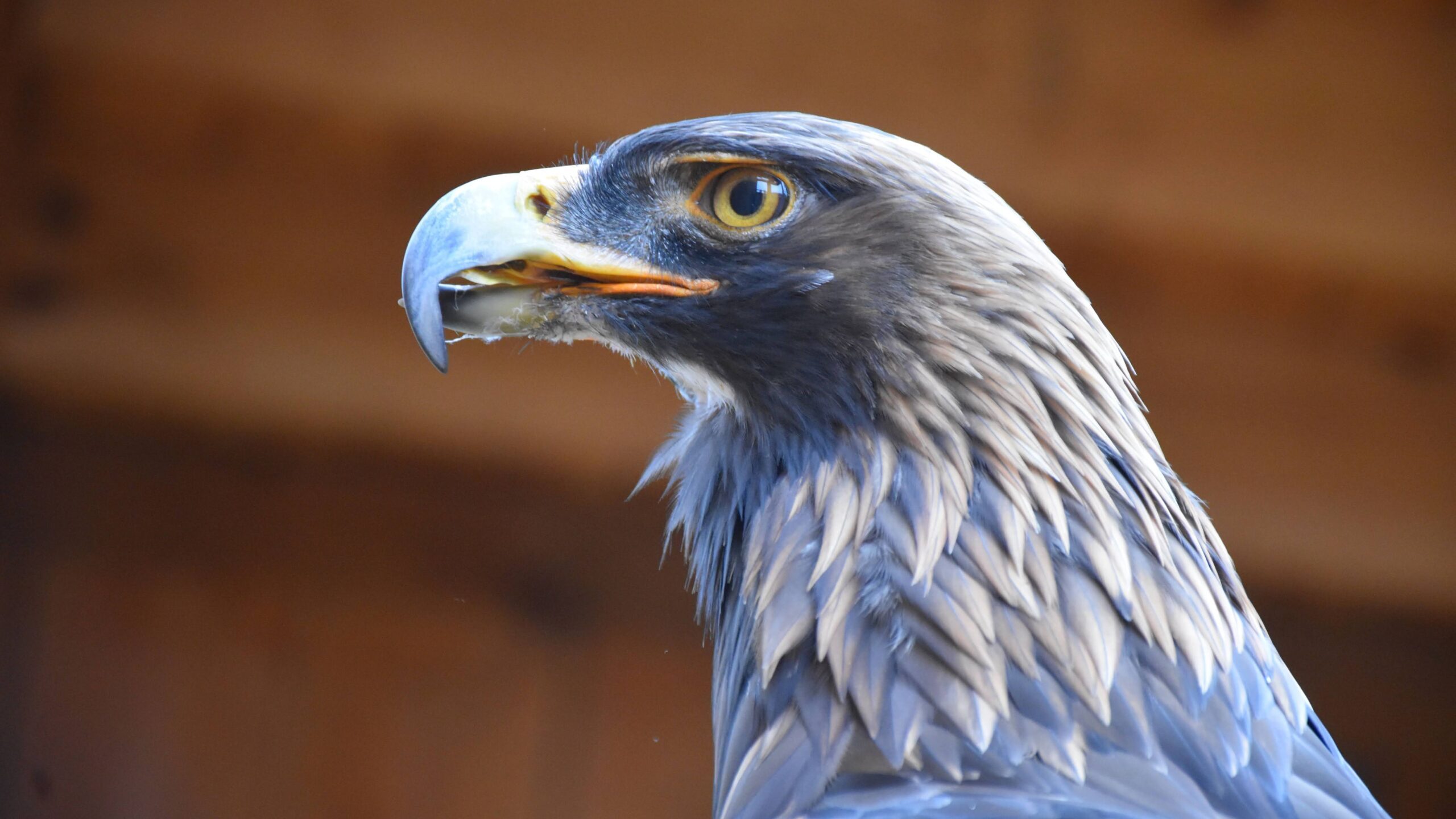 Golden Eagle