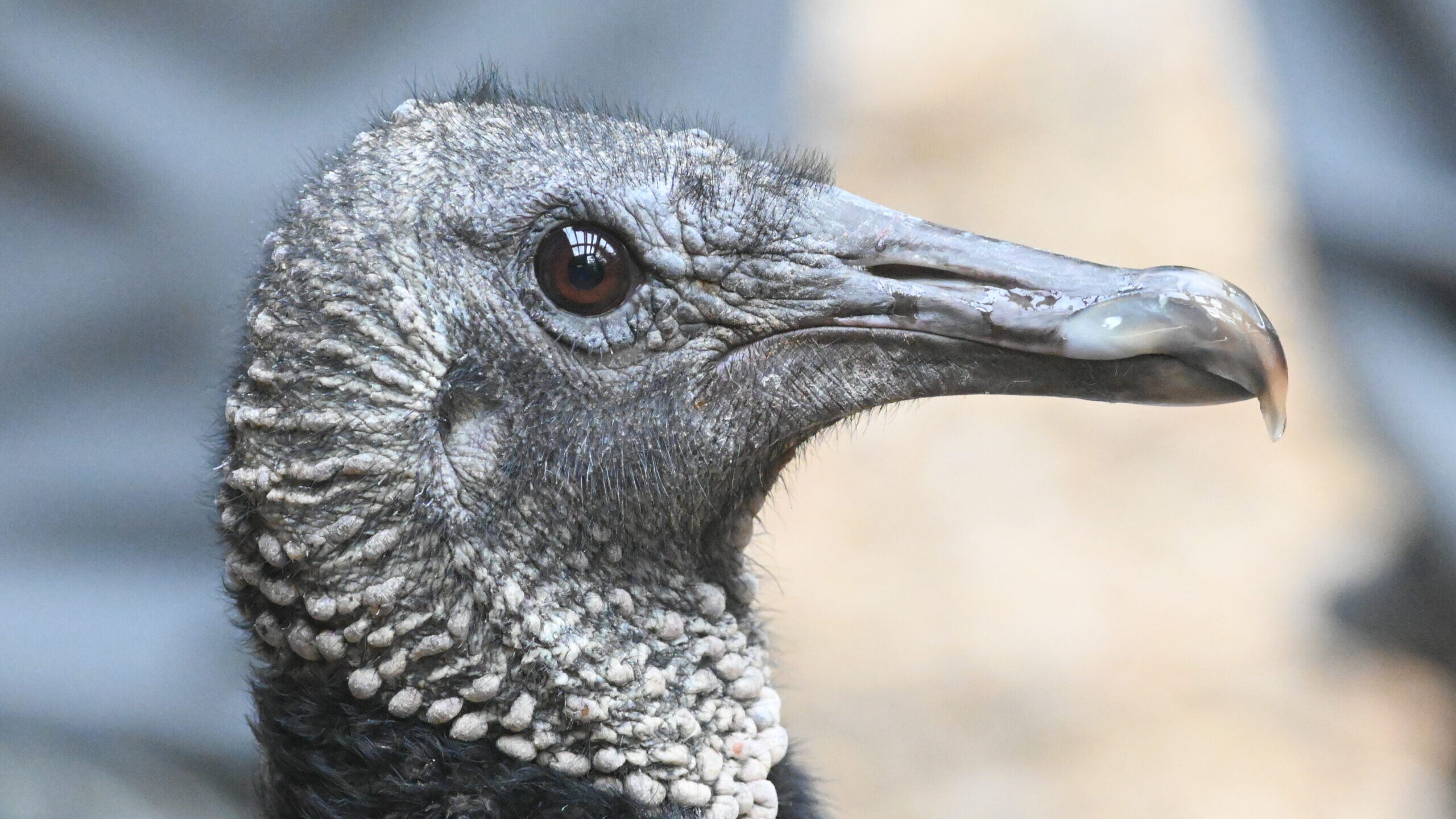 Black Vulture
