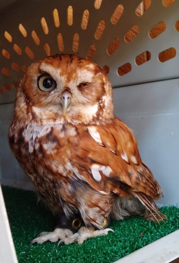 Rufous in his carrier.