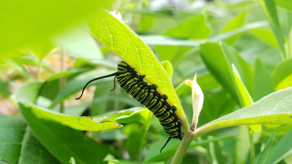 Monarch caterpillar