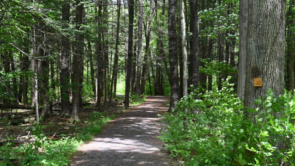 A trail at Shaver's Creek winding through lush green forest