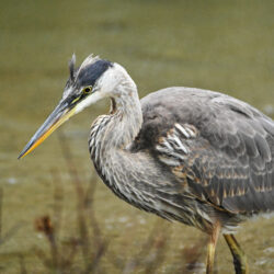 A great blue heron walks through shallow water at the edge of a lake