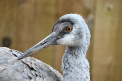 Jane the Sandhill Crane