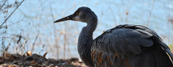 Jane the Sandhill Crane