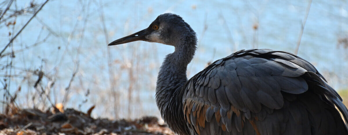 Jane the Sandhill Crane