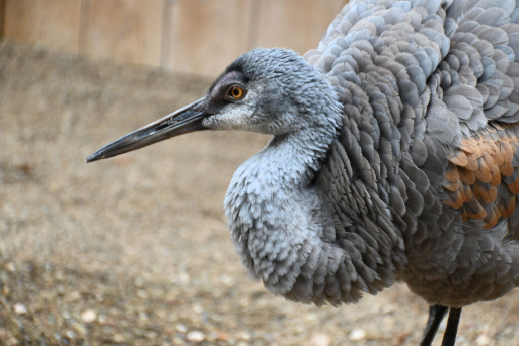 Jane the Sandhill Crane