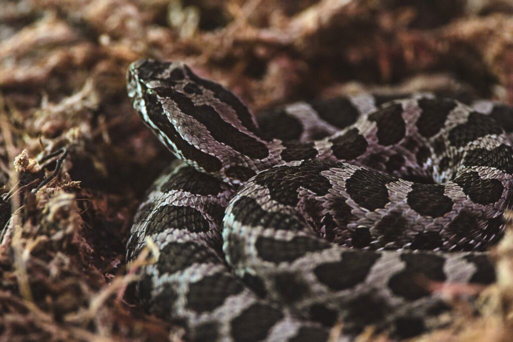 A closeup of an Eastern Massasauga rattlesnake