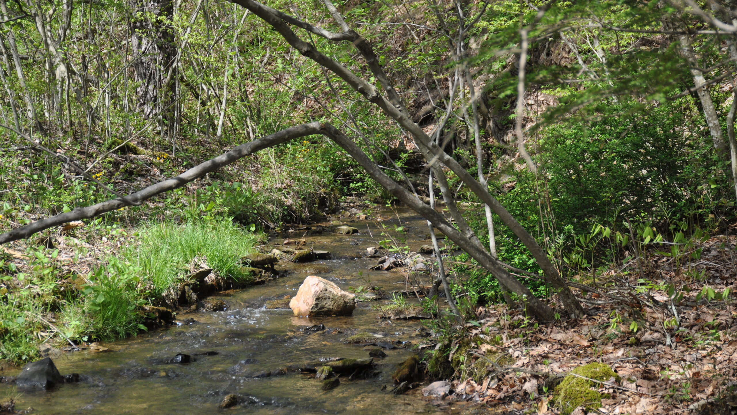 A stream running through a green forest.