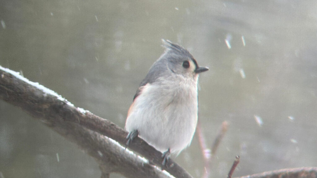 A Tufted Titmouse sitting on a thin branch as snow falls