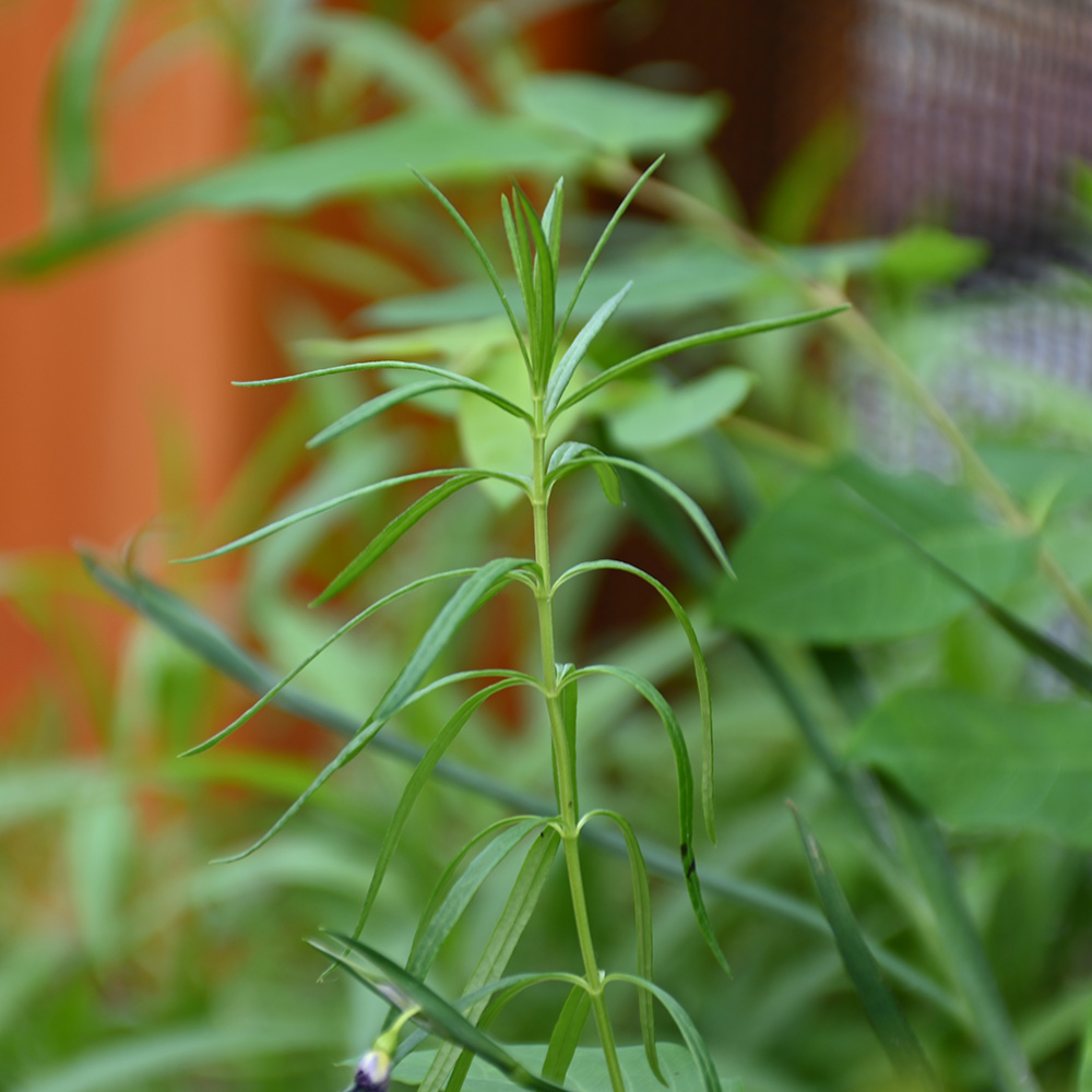 Whorled milkweed