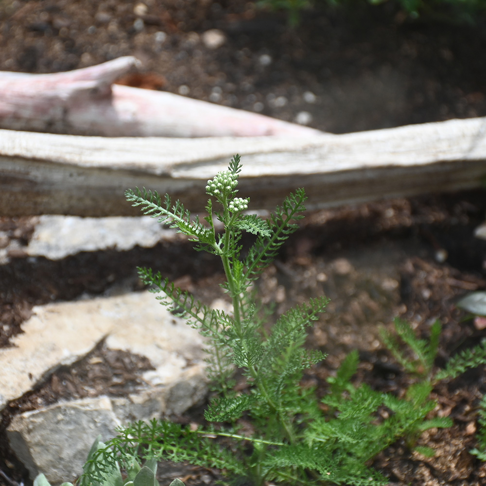 Yarrow