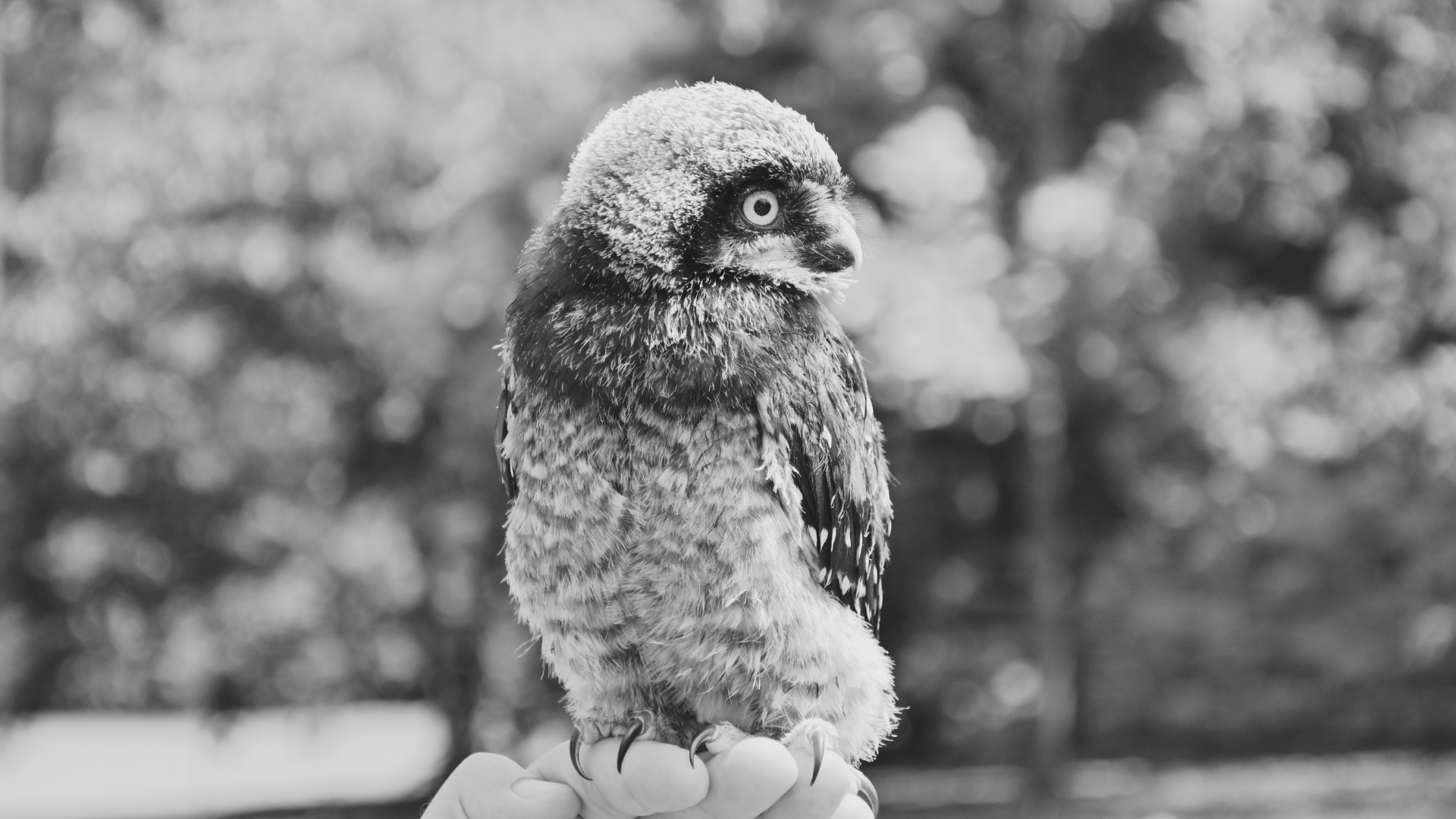 A grayscale image of a small owl perched on someone's hand