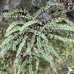 Maidenhair Spleenwort (Asplenium trichomanes)
