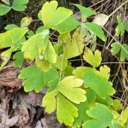 Wild Columbine (Aquilegia canadensis)