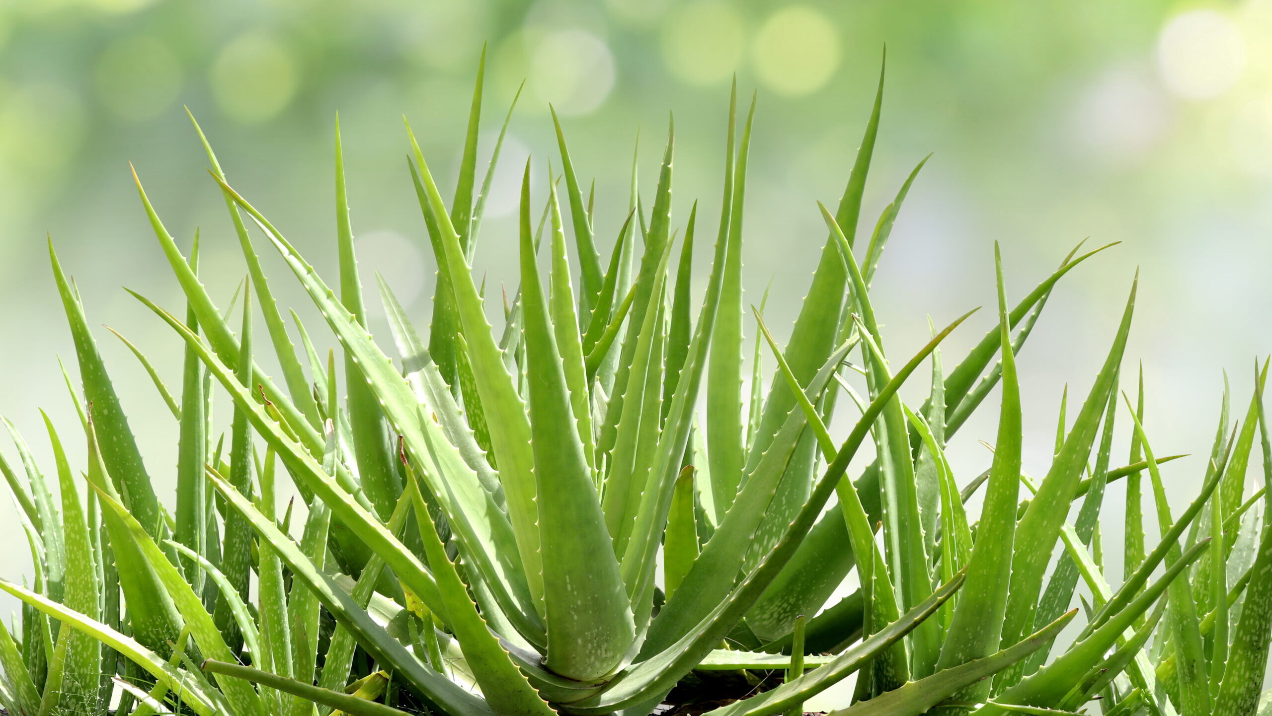 Aloe Vera, fresh leaf of Aloe Vera in farm garden natural background sun light bokeh nature green