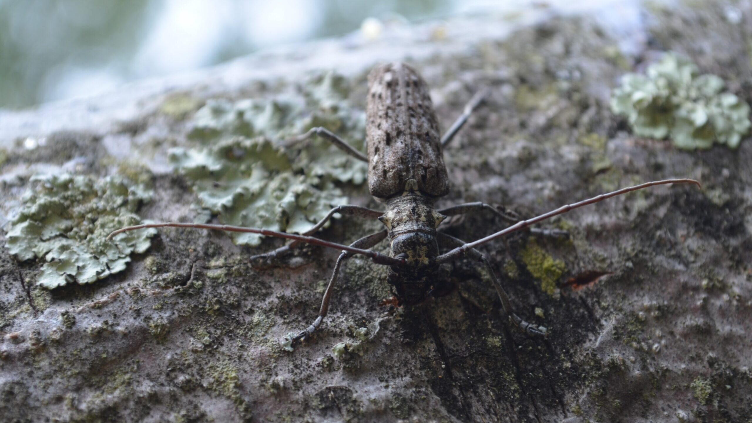 A brown bug with long antennae sits on a log covered in lichen